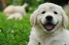 international-dog-day-7-ways-to-celebrate